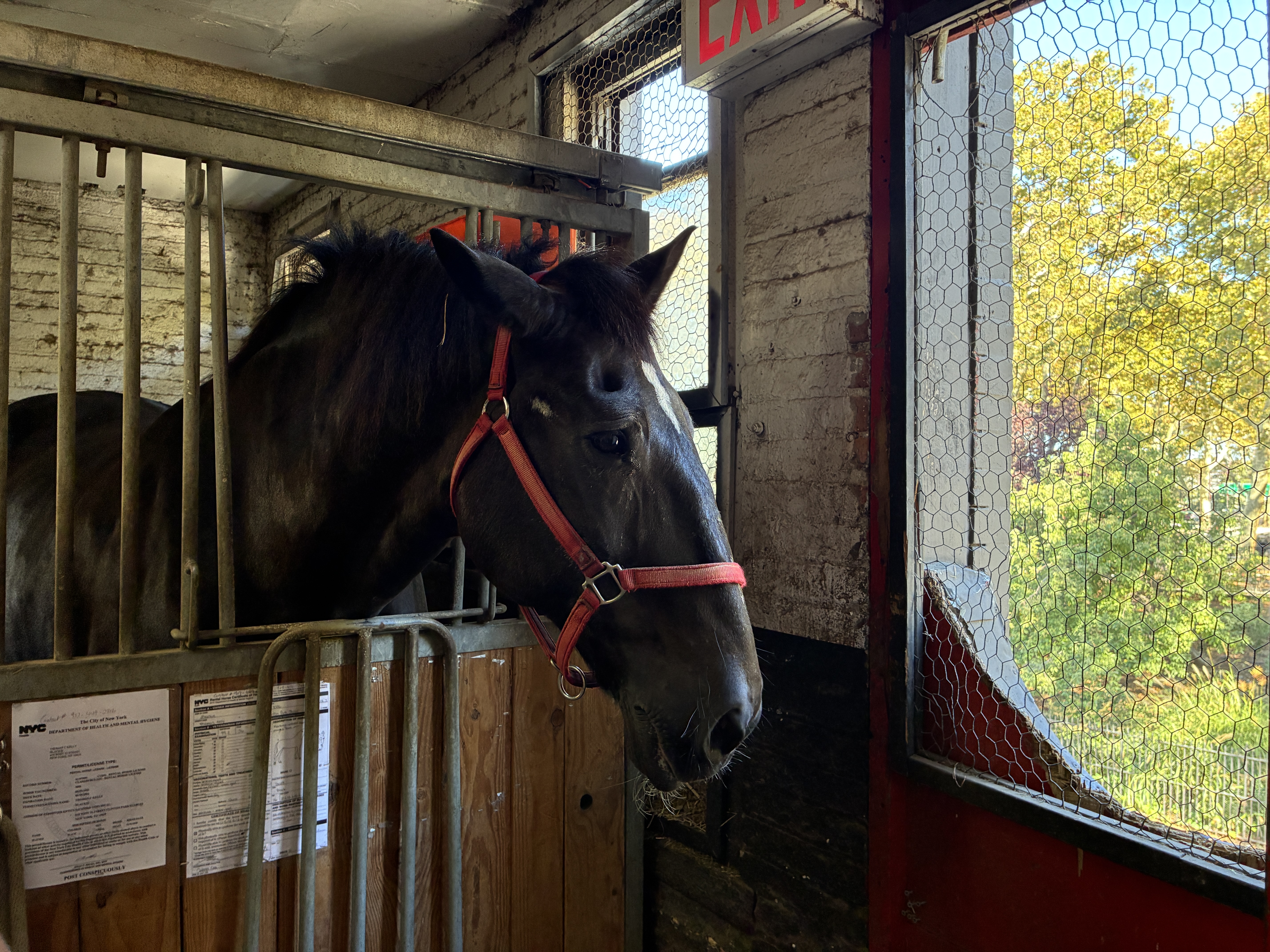 NYC’s horse carriage drivers feel betrayed as lawmakers set to abolish industry — Gothamist, San Francisco Community news