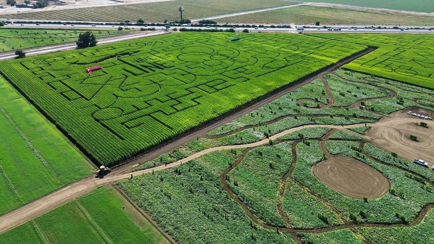 Solano County Sheriff Deputies Navigate Corn Maze to Reach Stabbing Victims — SFist, San Francisco Health news