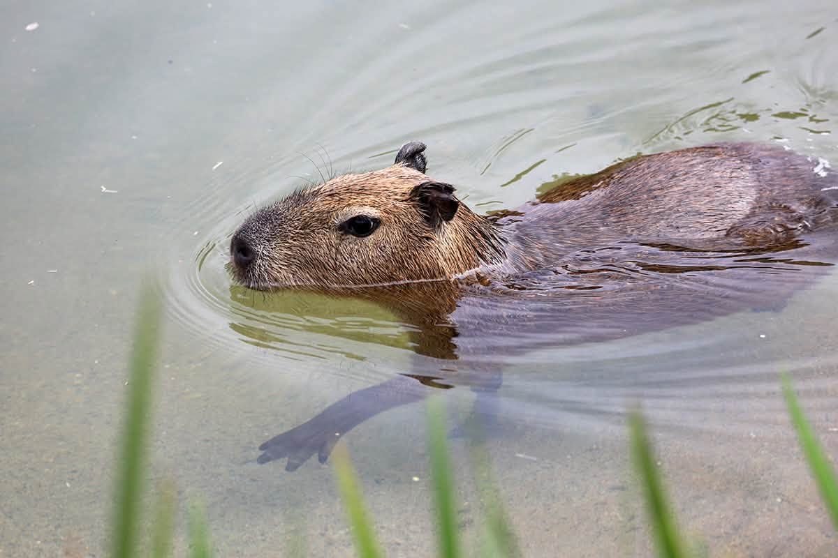 Four-Month-Old Capybara Siblings Arrive at San Francisco Zoo — SFist, San Francisco Arts news