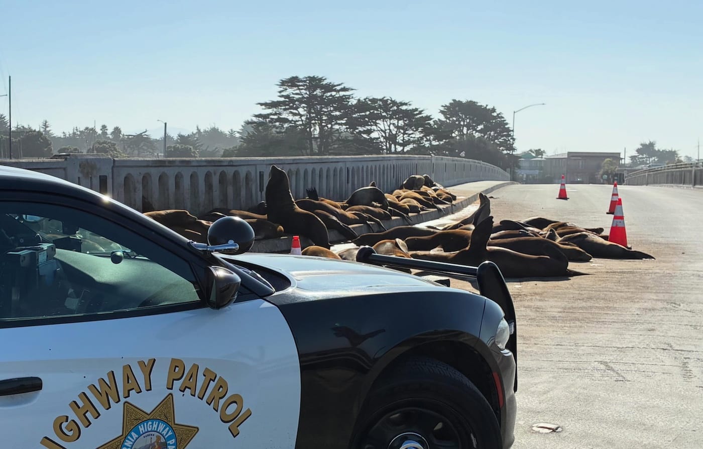Crowds of Sea Lions Keep Gathering on Moss Landing Roadway, Disrupting Traffic — SFist, San Francisco Sports news
