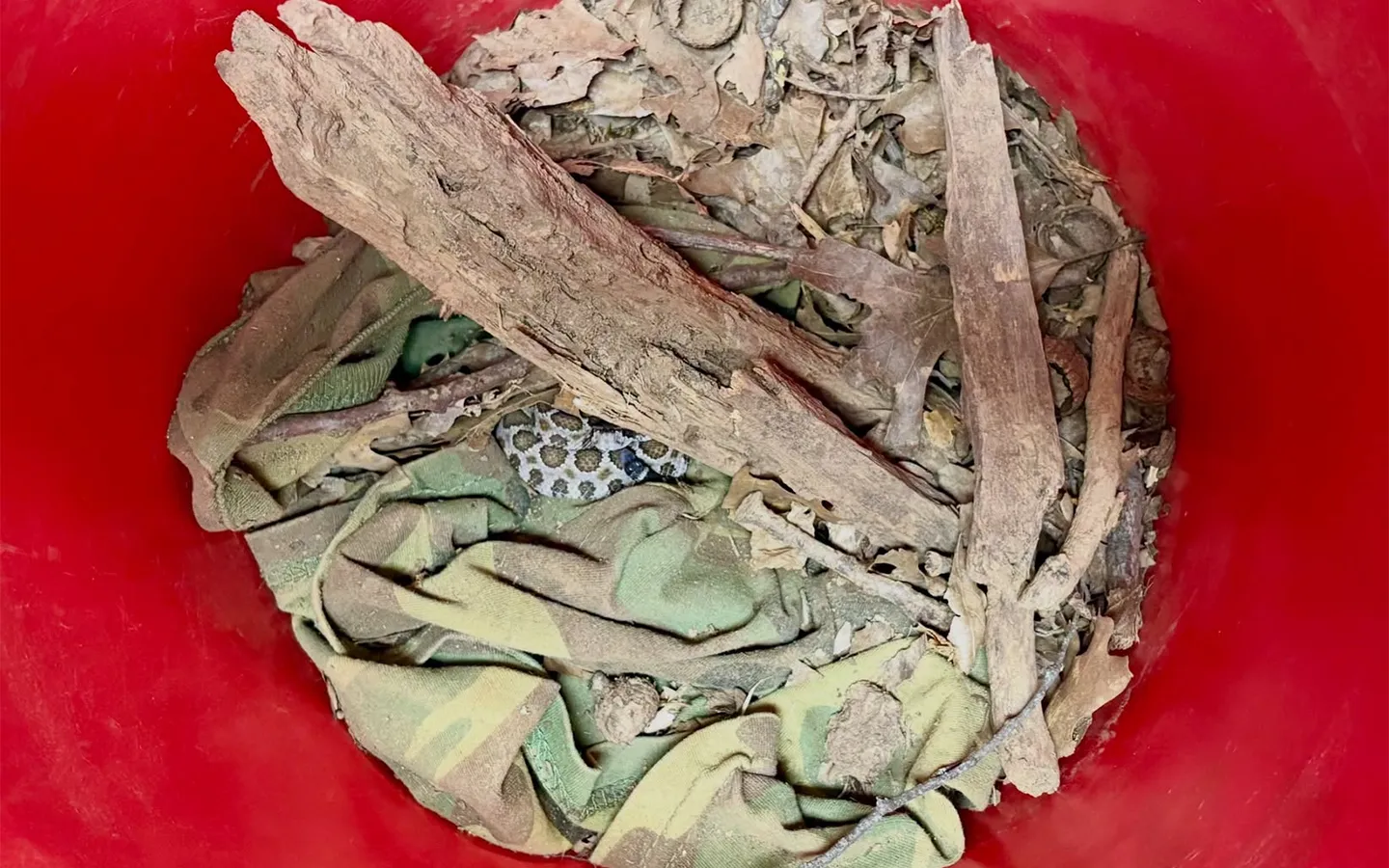 Saturday Links: Marin Humane Finds Surprise Rattlesnake in Donated Bucket — SFist, San Francisco Health news