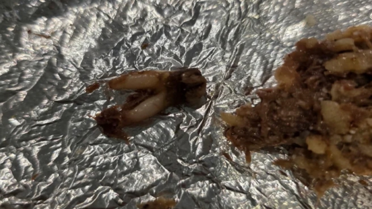 Texas customer sues after she found cow tooth in taco at fast-casual chain — First Coast News Life JAX, San Francisco Community news