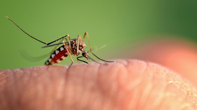 Dengue fever cases surpass 400 across Tampa Bay: See county-by-county numbers — WTSP 10 Tampa Bay, San Francisco Community news