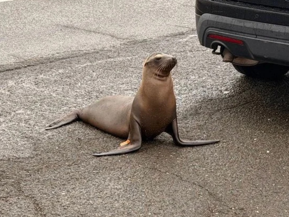 Wandering Seal Rescued From East Bay Roadway — Piedmont Patch