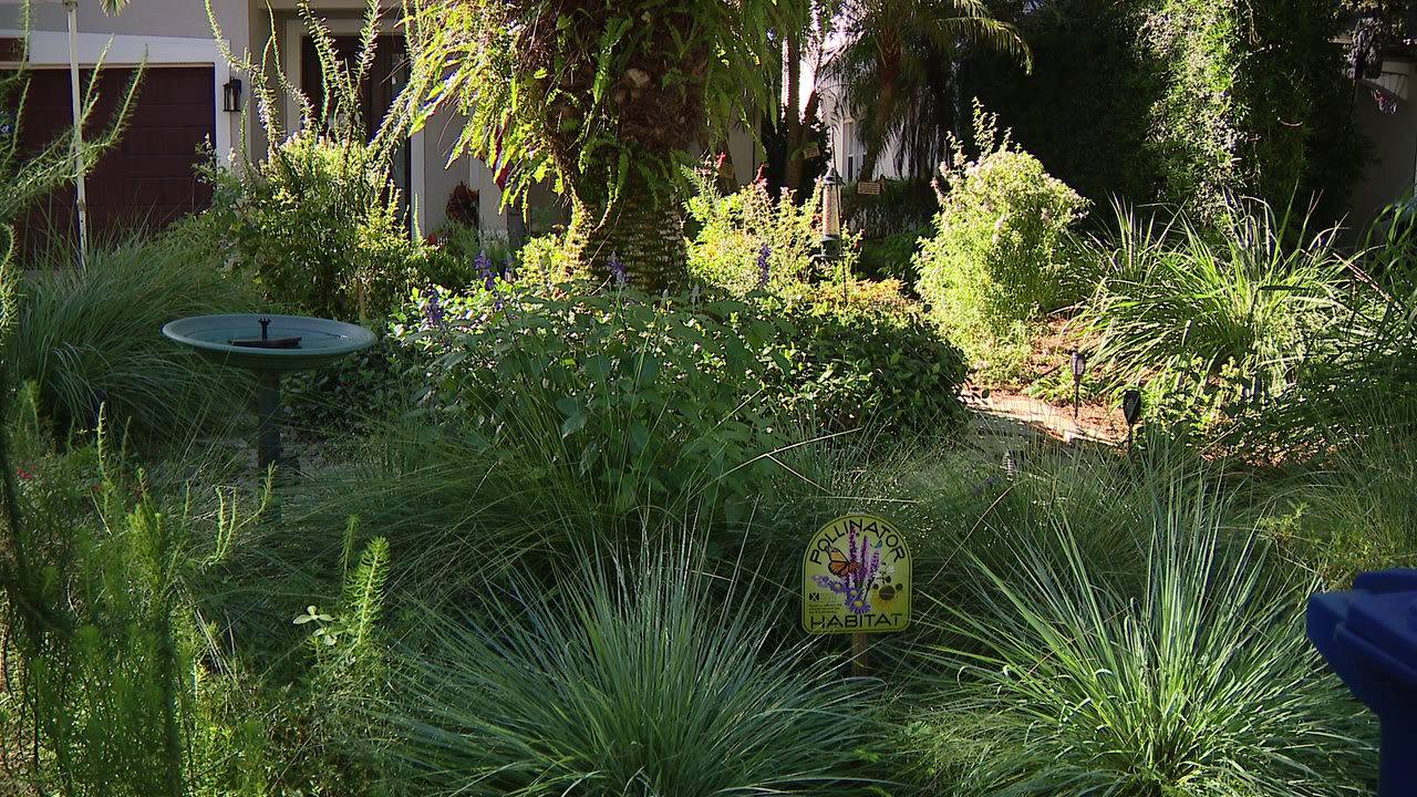 Florida city offers homeowners up to $3,000 to ditch thirsty grass — a move that slashes their water bills — FOX 9, San Francisco Community news